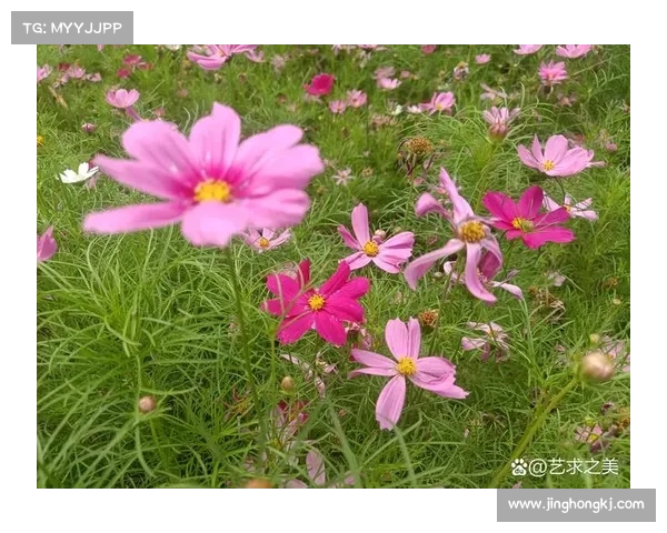以努力淬炼圆满,以本心撷取夏日芬芳 以努力淬炼圆满,以本心撷取夏日芬芳